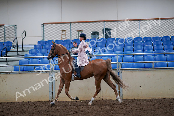 2019 Morgan Horse Show - Aug 30, 2019 - 21399