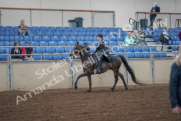2019 Morgan Horse Show - Aug 30, 2019 - 15608