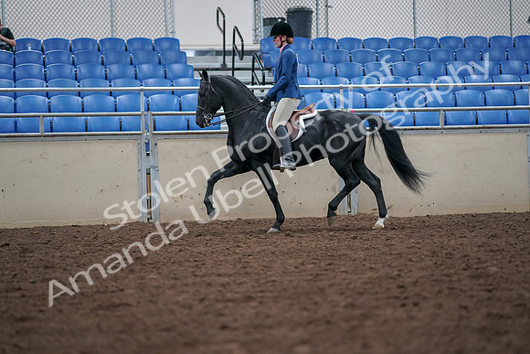 2019 Morgan Horse Show - Aug 30, 2019 - 18410