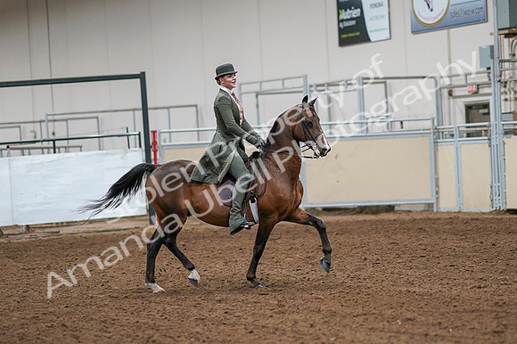 2020 - AB Morgan Horse - Fri, Sept 04 - 03342