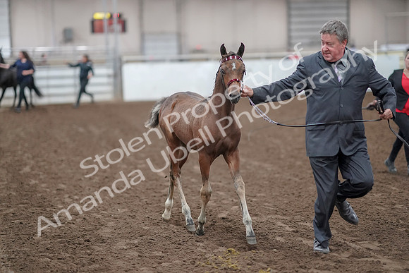 2019 Morgan Horse Show - Aug 31, 2019 - 00848