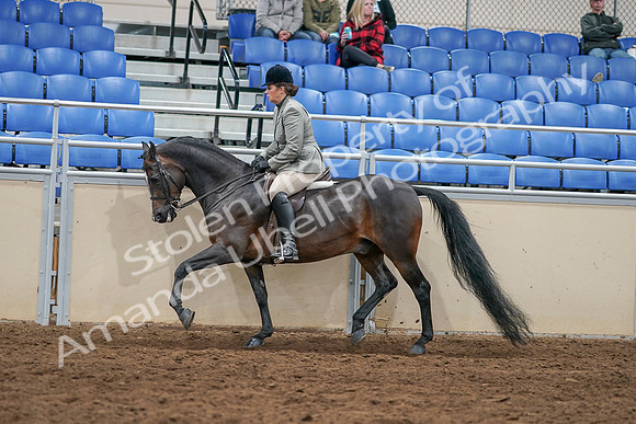 2020 - AB Morgan Horse - Sat, Sept 05 - 14493