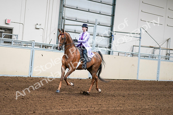 2020 - AB Morgan Horse - Fri, Sept 04 - 04903