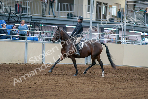 2020 - AB Morgan Horse - Fri, Sept 04 - 01498