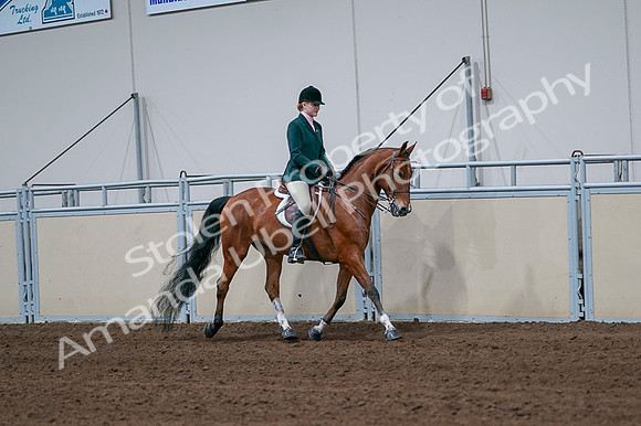 2020 - AB Morgan Horse - Fri, Sept 04 - 01853