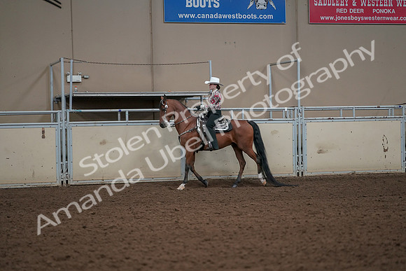 2019 Morgan Horse Show - Aug 30, 2019 - 25981