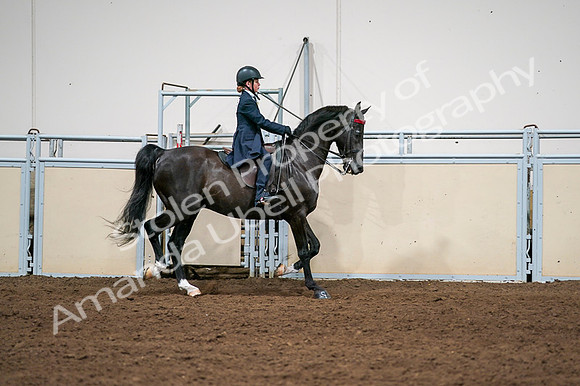 2020 - AB Morgan Horse - Fri, Sept 04 - 03085
