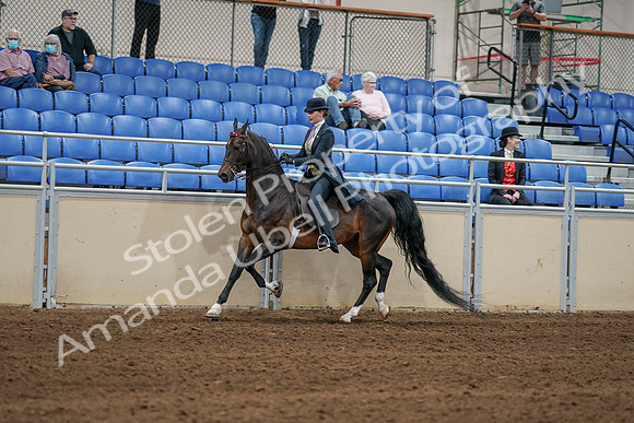 2020 - AB Morgan Horse - Sat, Sept 05 - 06302