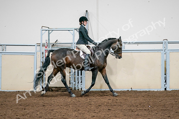 2020 - AB Morgan Horse - Sat, Sept 05 - 14578