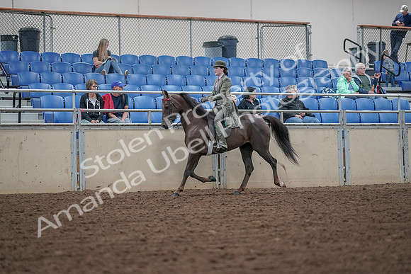 2019 Morgan Horse Show - Aug 30, 2019 - 15505