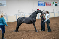 2020 - AB Morgan Horse - Sat, Sept 05 - 00057