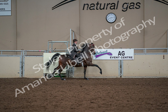 2019 Morgan Horse Show - Aug 30, 2019 - 28203