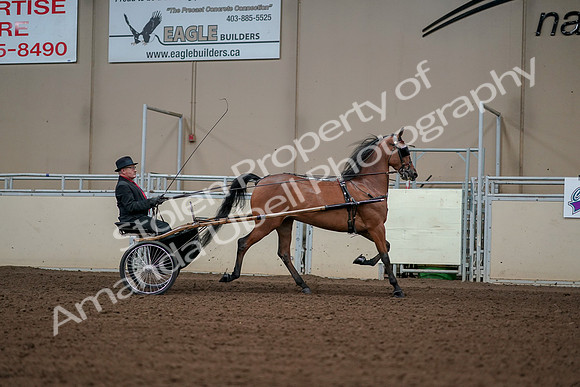 2019 Morgan Horse Show - Aug 30, 2019 - 13441