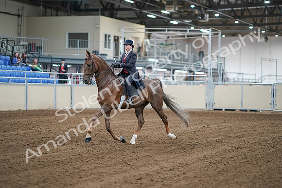 2020 - AB Morgan Horse - Sat, Sept 05 - 06044