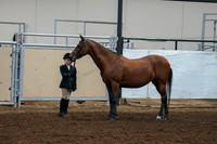 2020 - AB Morgan Horse - Fri, Sept 04 - 00888