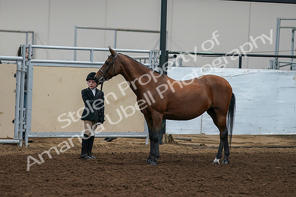 2020 - AB Morgan Horse - Fri, Sept 04 - 00888