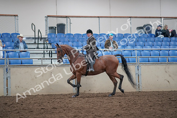 2019 Morgan Horse Show - Aug 31, 2019 - 15003
