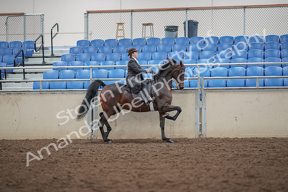 2019 Morgan Horse Show - Aug 30, 2019 - 28226