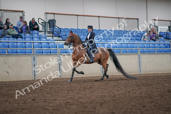 2019 Morgan Horse Show - Aug 31, 2019 - 19912