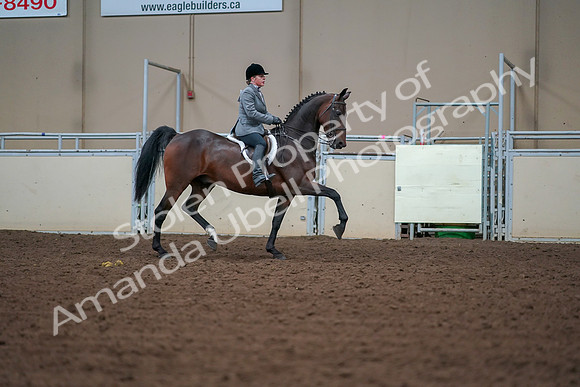2019 Morgan Horse Show - Aug 30, 2019 - 20838