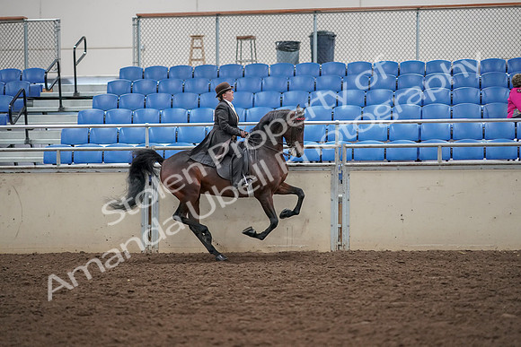 2019 Morgan Horse Show - Aug 30, 2019 - 28161