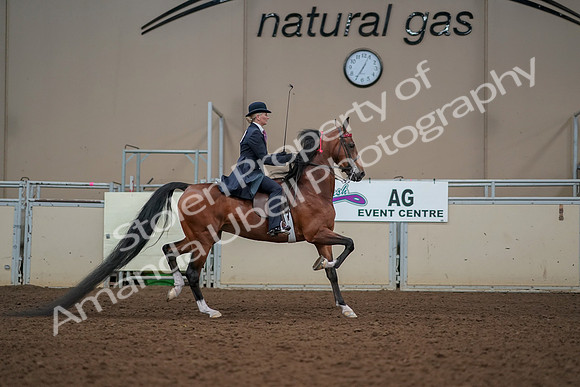 2019 Morgan Horse Show - Aug 30, 2019 - 25310