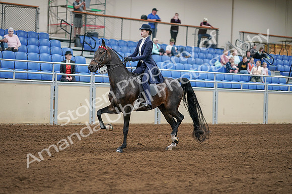 2020 - AB Morgan Horse - Sat, Sept 05 - 06271