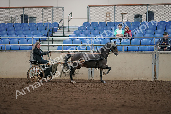 2019 Morgan Horse Show - Aug 31, 2019 - 04464