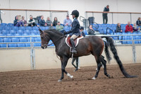 2019 Morgan Horse Show - Aug 31, 2019 - 19389
