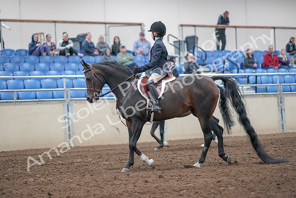 2019 Morgan Horse Show - Aug 31, 2019 - 19389