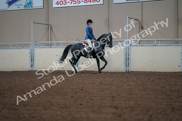 2019 Morgan Horse Show - Aug 30, 2019 - 18551