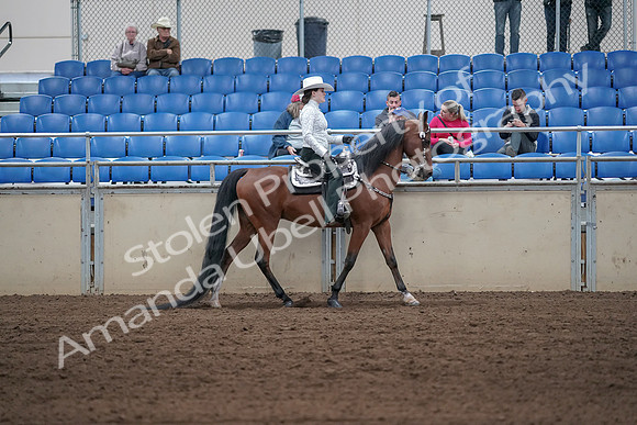 2019 Morgan Horse Show - Sept 01, 2019 - 07140