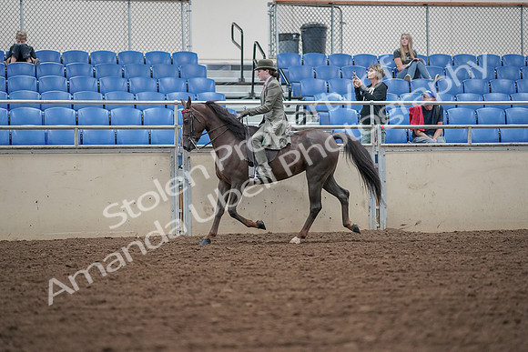 2019 Morgan Horse Show - Aug 30, 2019 - 15324
