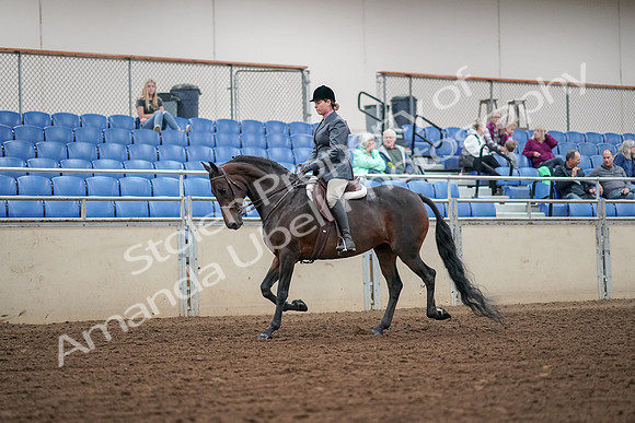 2019 Morgan Horse Show - Aug 30, 2019 - 13873