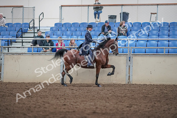 2019 Morgan Horse Show - Aug 31, 2019 - 09542