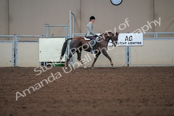 2019 Morgan Horse Show - Aug 30, 2019 - 18504