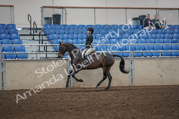 2019 Morgan Horse Show - Aug 31, 2019 - 05091