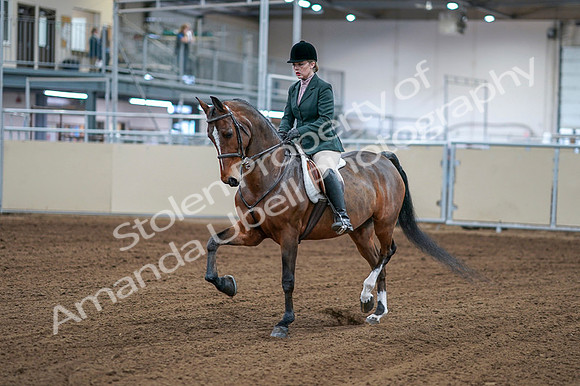 2020 - AB Morgan Horse - Fri, Sept 04 - 01491