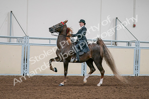 2020 - AB Morgan Horse - Sat, Sept 05 - 13129