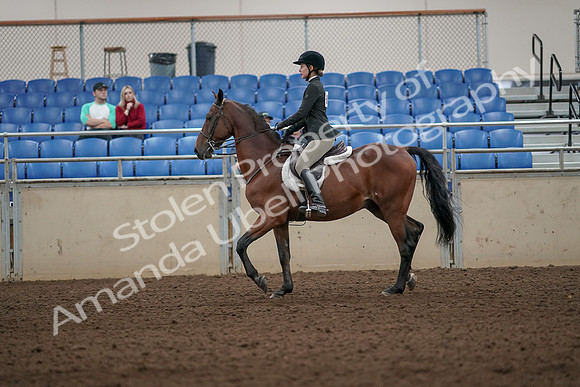 2019 Morgan Horse Show - Aug 31, 2019 - 04825