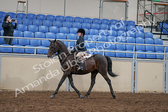 2020 - AB Morgan Horse - Sun, Sept 06 - 07816