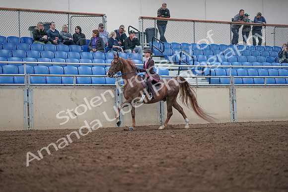 2019 Morgan Horse Show - Aug 31, 2019 - 20612