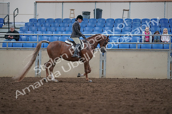 2019 Morgan Horse Show - Aug 31, 2019 - 16171