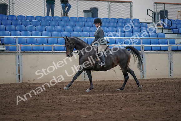 2019 Morgan Horse Show - Sept 01, 2019 - 10958
