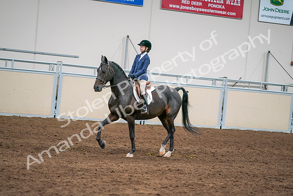 2020 - AB Morgan Horse - Sun, Sept 06 - 08184