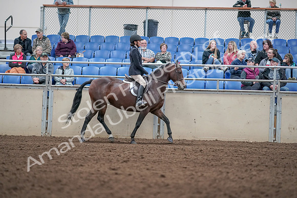 2019 Morgan Horse Show - Aug 31, 2019 - 19595
