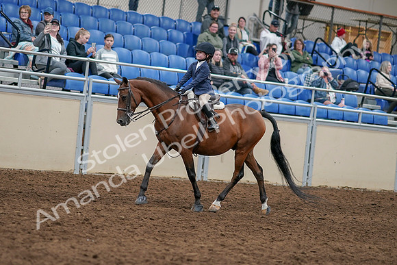 2020 - AB Morgan Horse - Sun, Sept 06 - 07891