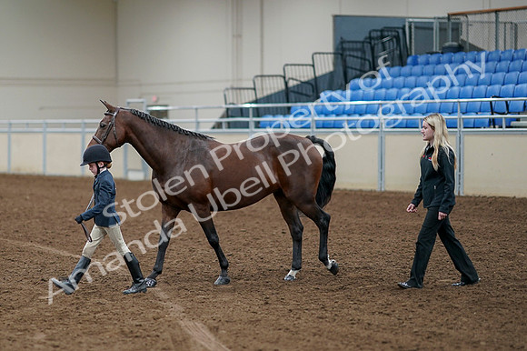2020 - AB Morgan Horse - Fri, Sept 04 - 01026