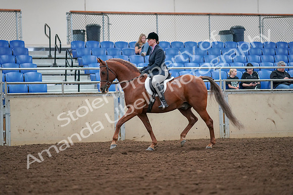 2019 Morgan Horse Show - Aug 30, 2019 - 16182