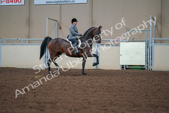 2019 Morgan Horse Show - Aug 30, 2019 - 20837